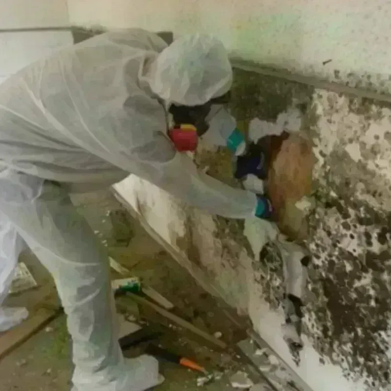 Mold Remediation and Removal in Ecorse, MI